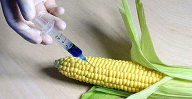 Mersin'de 400 Ton GDO'lu Mısır Unu Ele Geçirildi