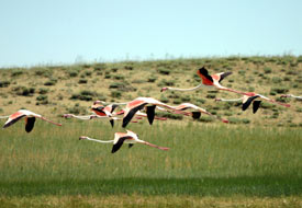 Flamingolar düden gölü'ne döndü