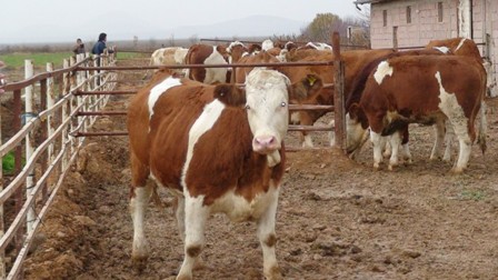 Düve projesinin Ereğli’de başladı