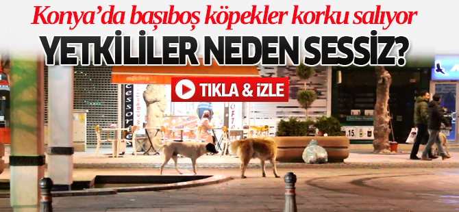 Şehrin merkezinde başıboş köpekler korkutuyor