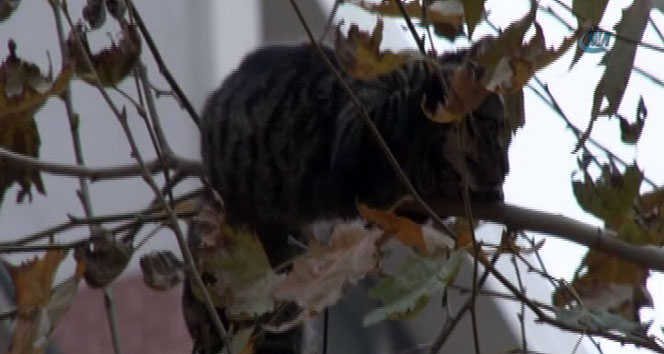 Sepetinden kaçtı ortalığı karıştırdı