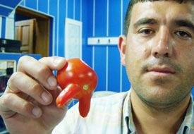Oyuncak mı domates mi?