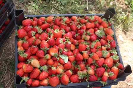 Tarımda markalaşmayı istiyor