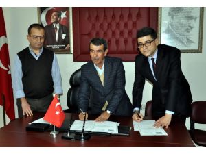 Zeytin ağaçların kesen şirket zeytin fidanı dağıtacak