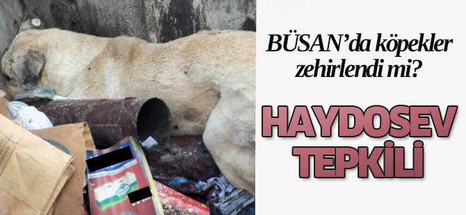Konya'da hayvan katliamı!