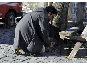 Çanakkale'de kuduz karantinası