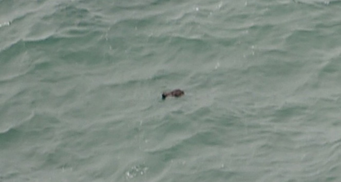 Kayıp Endonezya uçağı aramalarında birkaç cansız bedene ulaşıldı