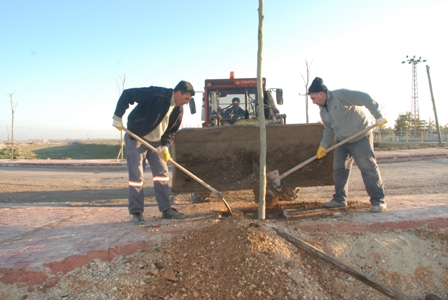 145 çınar ağacı toprakla buluştu