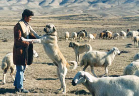 Başı yılanlardan kurtulmayan adam