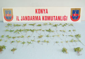 Beyşehir'de kenevir operasyonu