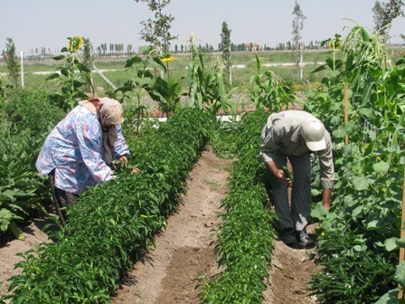 Hobi bahçelerinin sahipleri belirlendi