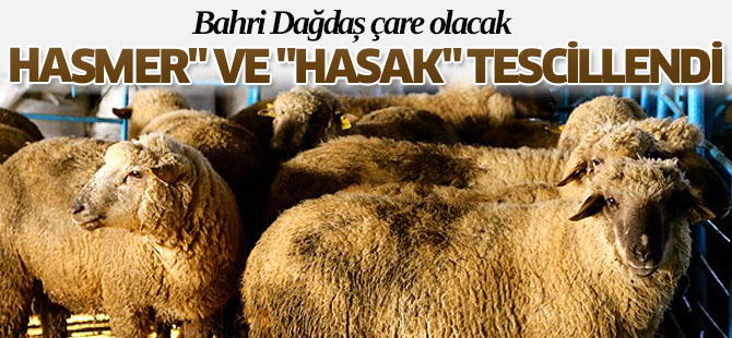 Hasmer" ve "Hasak" Tescillendi