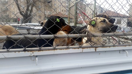 Sokak hayvanları kısırlaştırılıyor