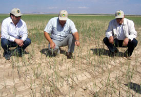 Emirgazi ve çevresinde kuraklık