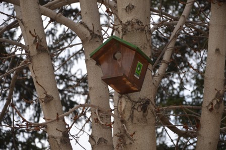 Kuşlar yeni yuvalarına kavuştu