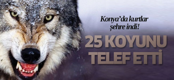 Konya'da kurtlar ağıldaki 25 koyunu telef etti