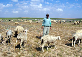 Kuraklık verimi üçte bir azalttı
