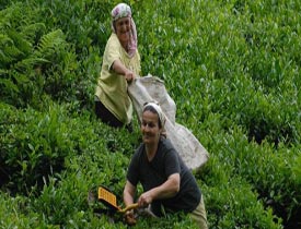Dikkat! Çaykur binlerce işçi alacak