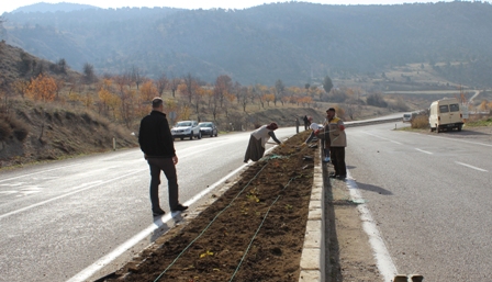 70 bin lale ve 5 bin gül dikildi