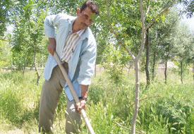 İmam yeşil alan bakımı yapıyor