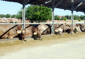AKYUNDER kurbanlık koyun dağıtacak