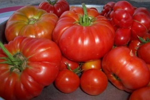 Domateste "eski lezzet" sofraya taşınıyor