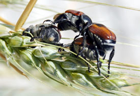 Süneyle mücadelede örnek başarı