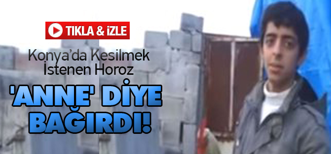 Kesilmek İstenen Horoz 'Anne' Diye Bağırdı!