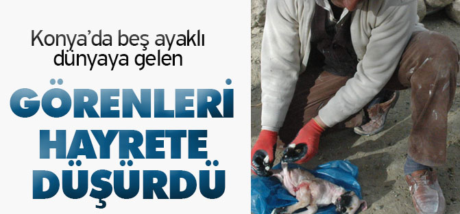 Konya'da Beş Ayaklı Kuzu Görenleri Şaşırttı