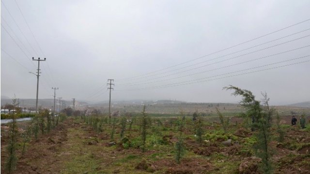 Konya'da Başbakan Ahmet Davutoğlu Hatıra Ormanı Oluşturuldu