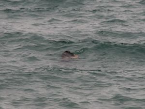 Göldeki kütük için "ceset" ihbarı