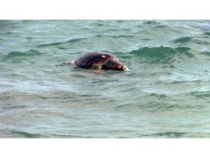 Bodrum sahilinde ölü caretta caretta bulundu