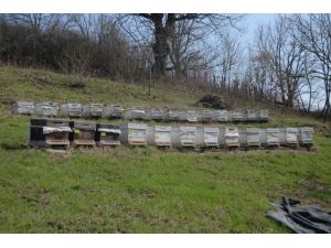 ''Sislioba balı'' yurt dışına açıldı