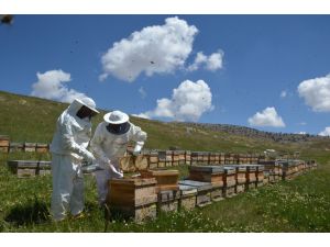 Türk balına İtalya'da altın madalya