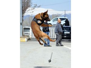 "Zeus" ve "Oskar" kaçakçıların kabusu oldu