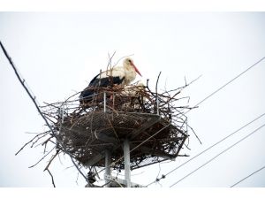Ege Bölgesi'nde leyleklere 550 yuva