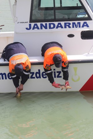 Jandarma kaçak ağları topladı