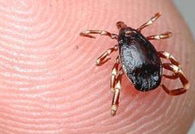 'Halka musallat 5 büyük kene'