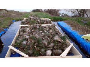 Yığılca'nın ormanları kadınlara emanet