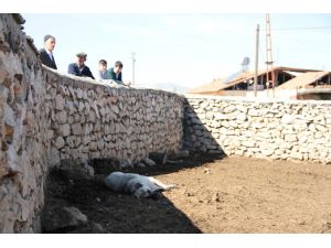 Malatya'da sokak köpekleri, 20 kuzuyu telef etti