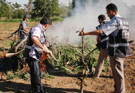 Hint keneviri yetiştiren kişi yakalandı