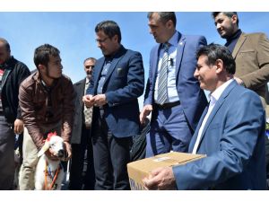 Malatya'da "En Güzel Kuzu Yarışması" düzenlendi