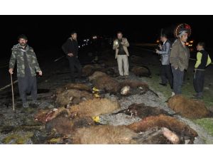 Şanlıurfa'da kamyonetin çarptığı 70 koynu telef oldu