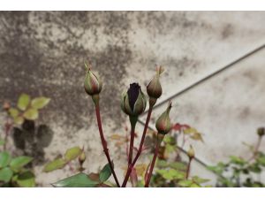 Karagül dünyaya açılacak