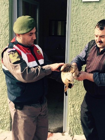Yaralı şahin veterinere teslim edildi