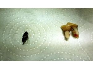 Köpeğin dişinin altından bal arısı çıktı