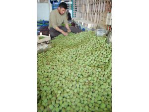 Kayısı çağlasının kilogramı 2 liraya düştü