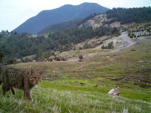 Yaban Kedisi "ilk kez" fotoğraflandı