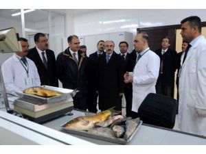 Türkiye'nin en büyük kapalı devre kerevit kuluçkahanesi açıldı