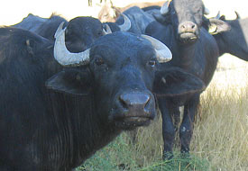 Gilistra'da Ahır Damları